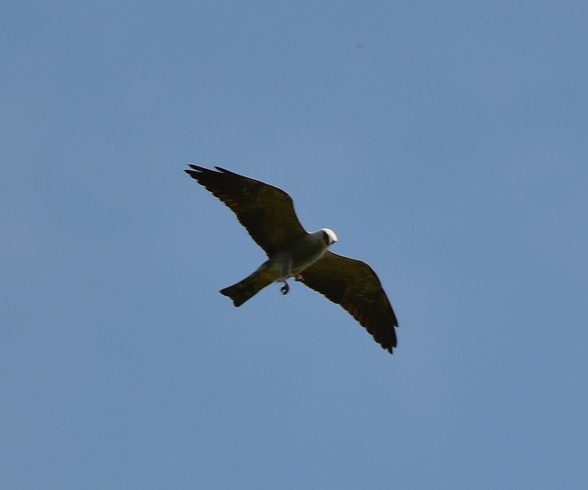 Mississippi Kite - Mary Jampel