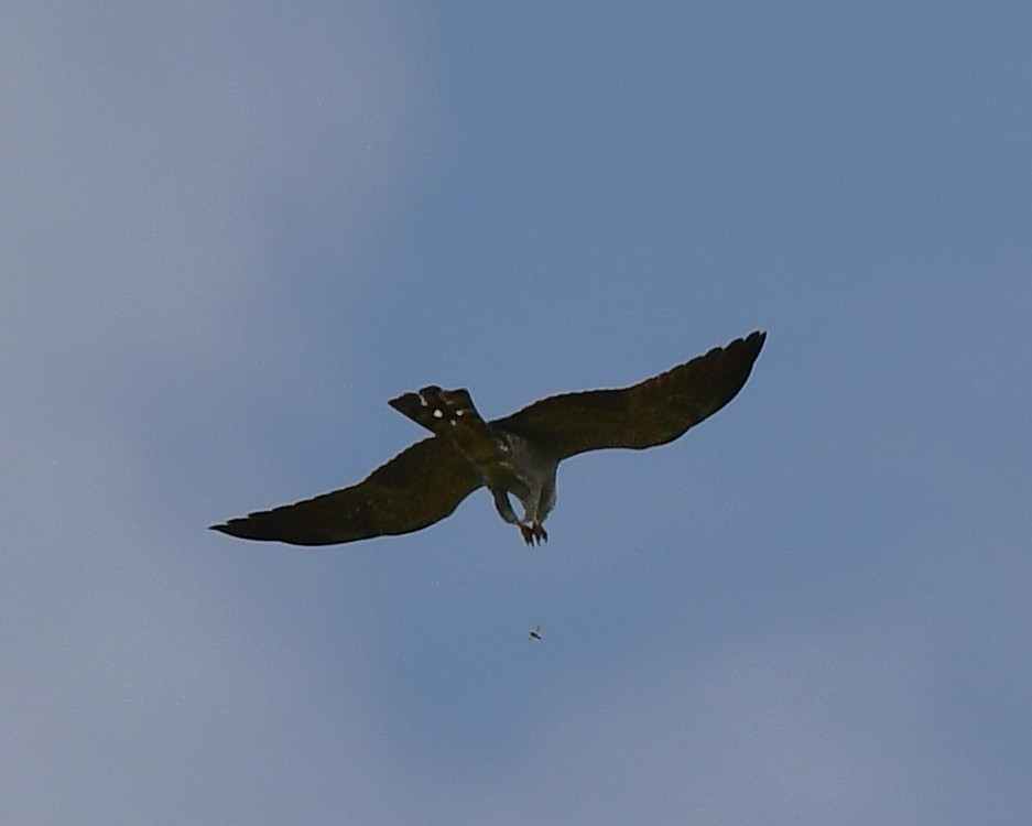 Mississippi Kite - Mary Jampel