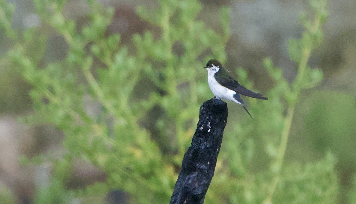 Violet-green Swallow - ML451264301