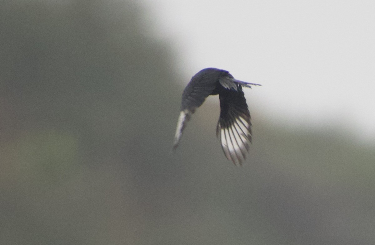 Phainopepla - ML451264731