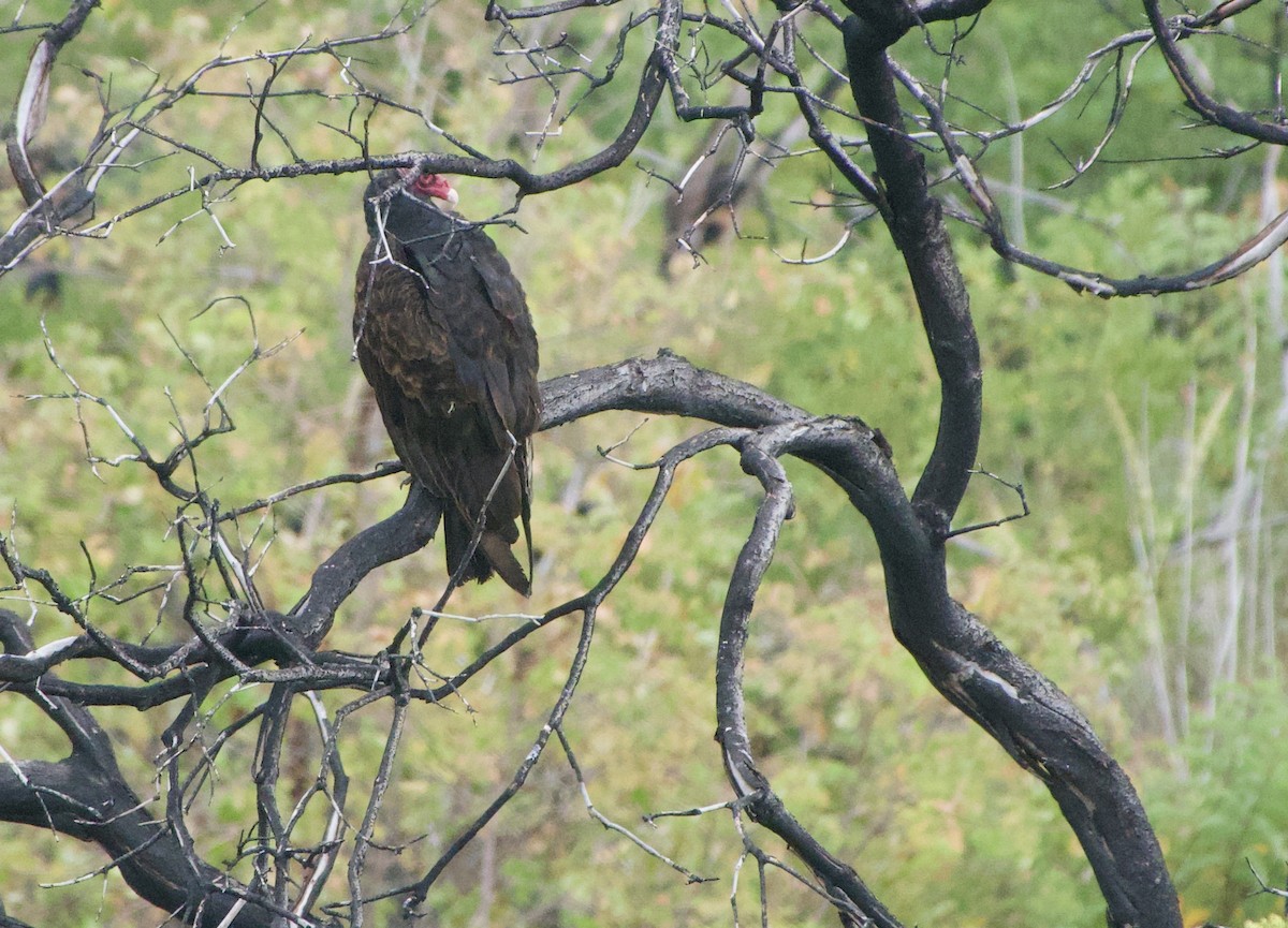 Urubu à tête rouge - ML451265151