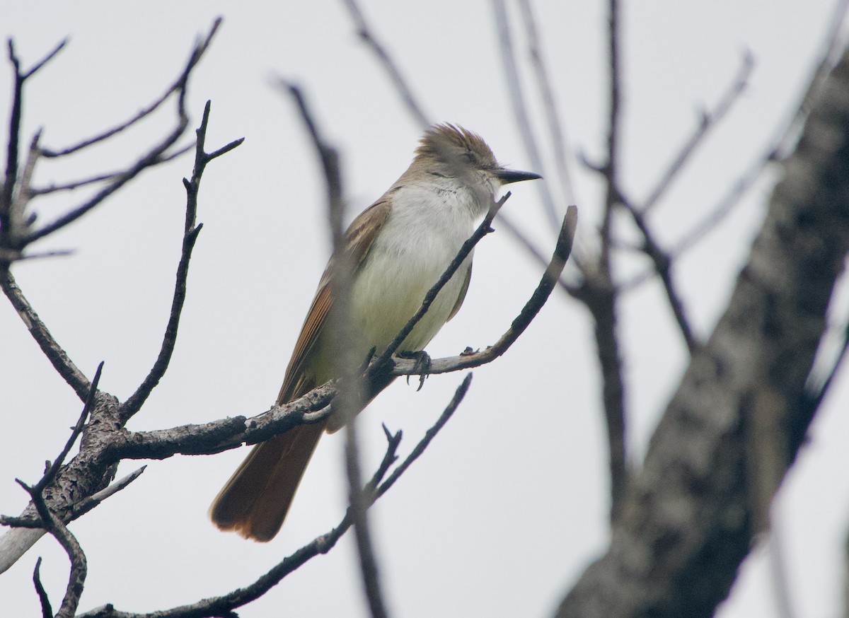 Ash-throated Flycatcher - ML451265201