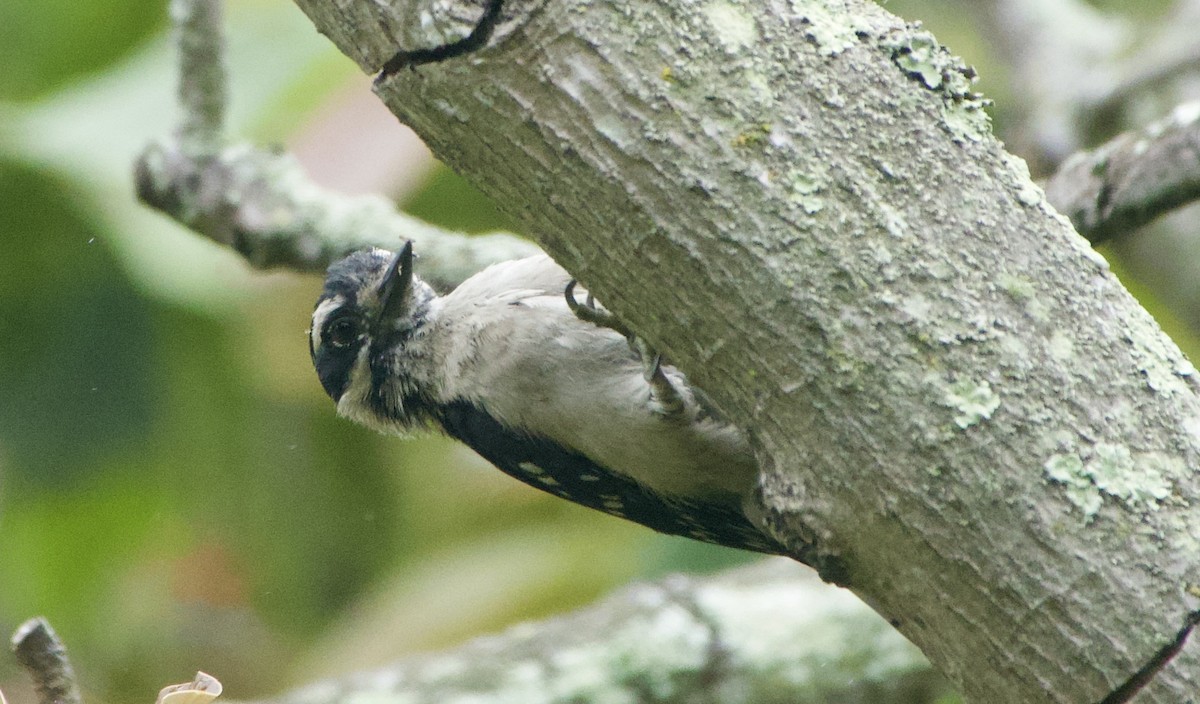 Downy Woodpecker - ML451265621