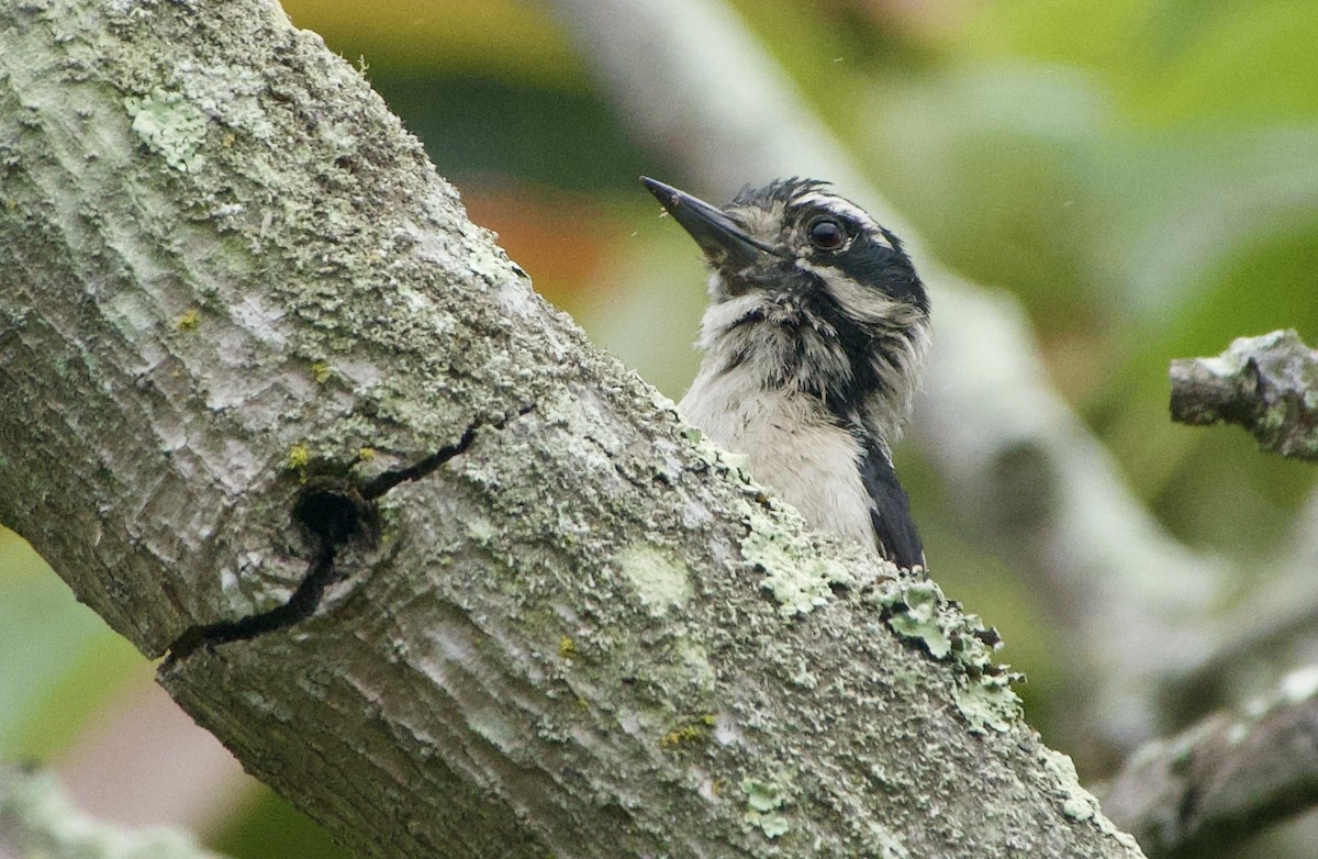 Downy Woodpecker - ML451265641