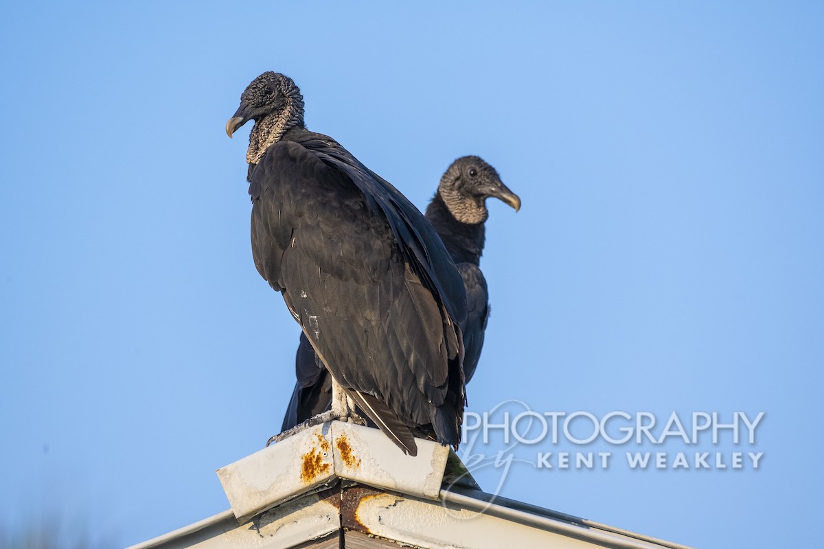 Black Vulture - Kent Weakley