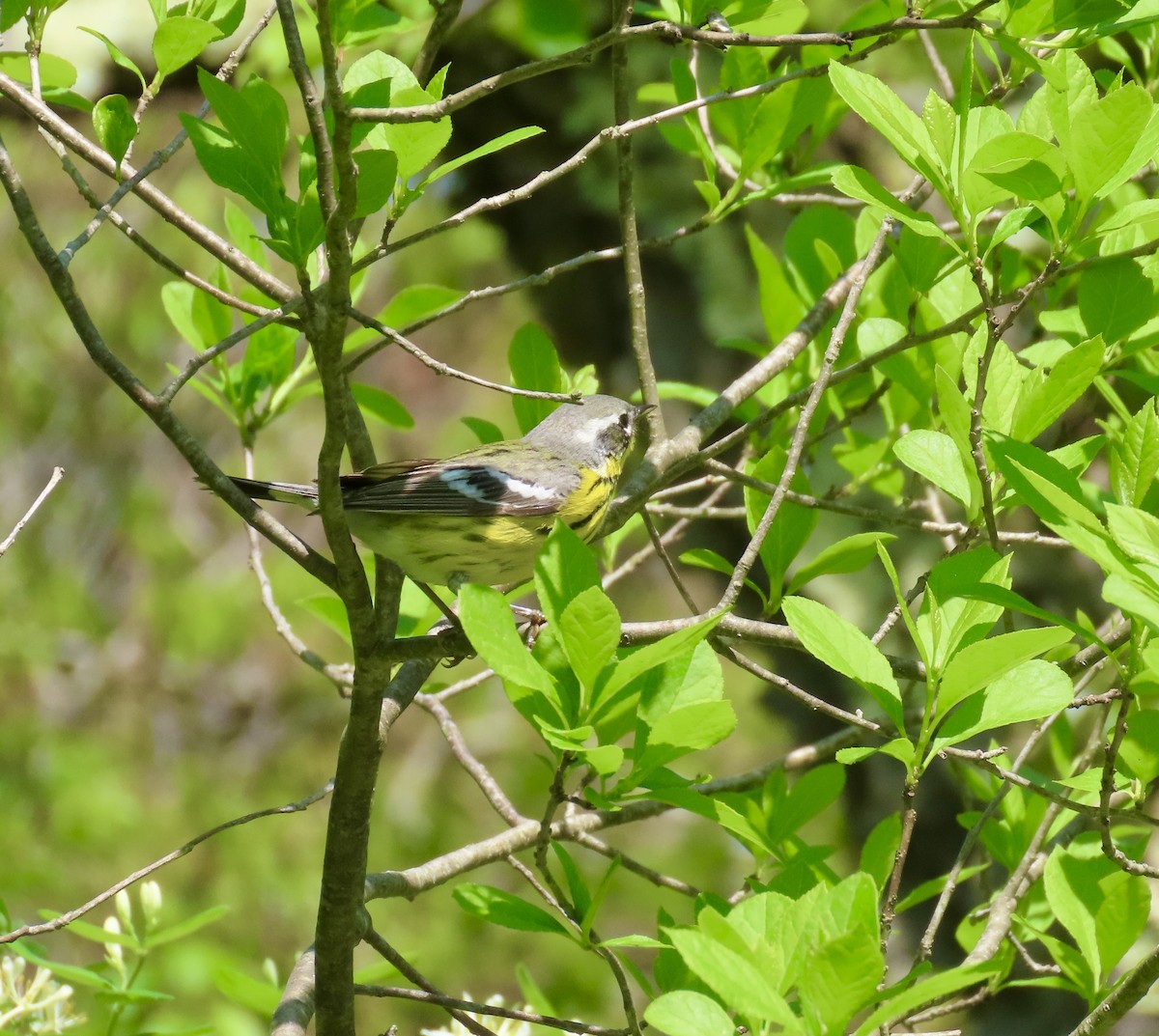 Magnolia Warbler - ML451266361
