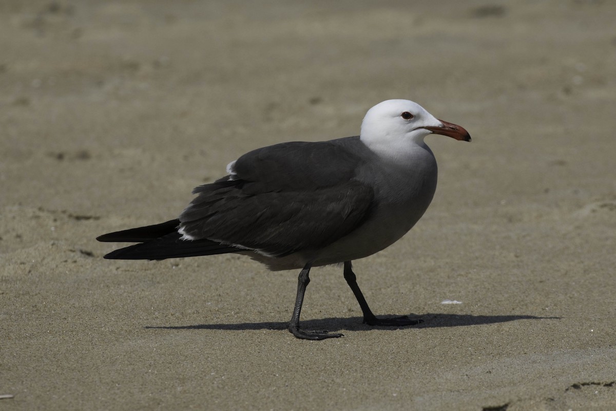 Heermann's Gull - ML451266501