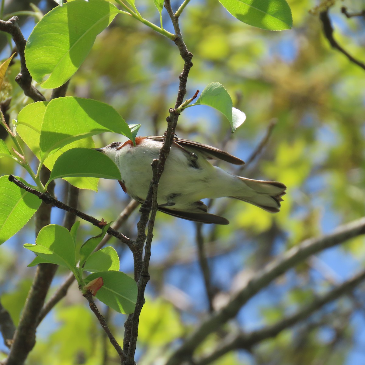 Chestnut-sided Warbler - ML451266531