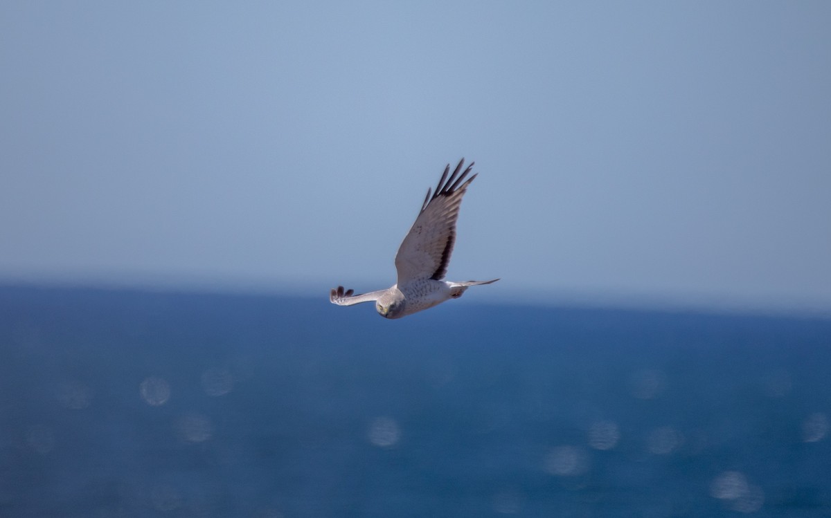 Northern Harrier - ML451266681