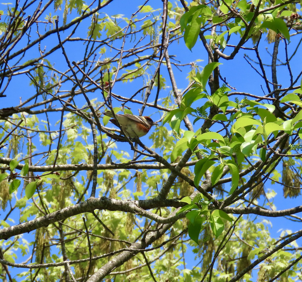 Bay-breasted Warbler - ML451266811