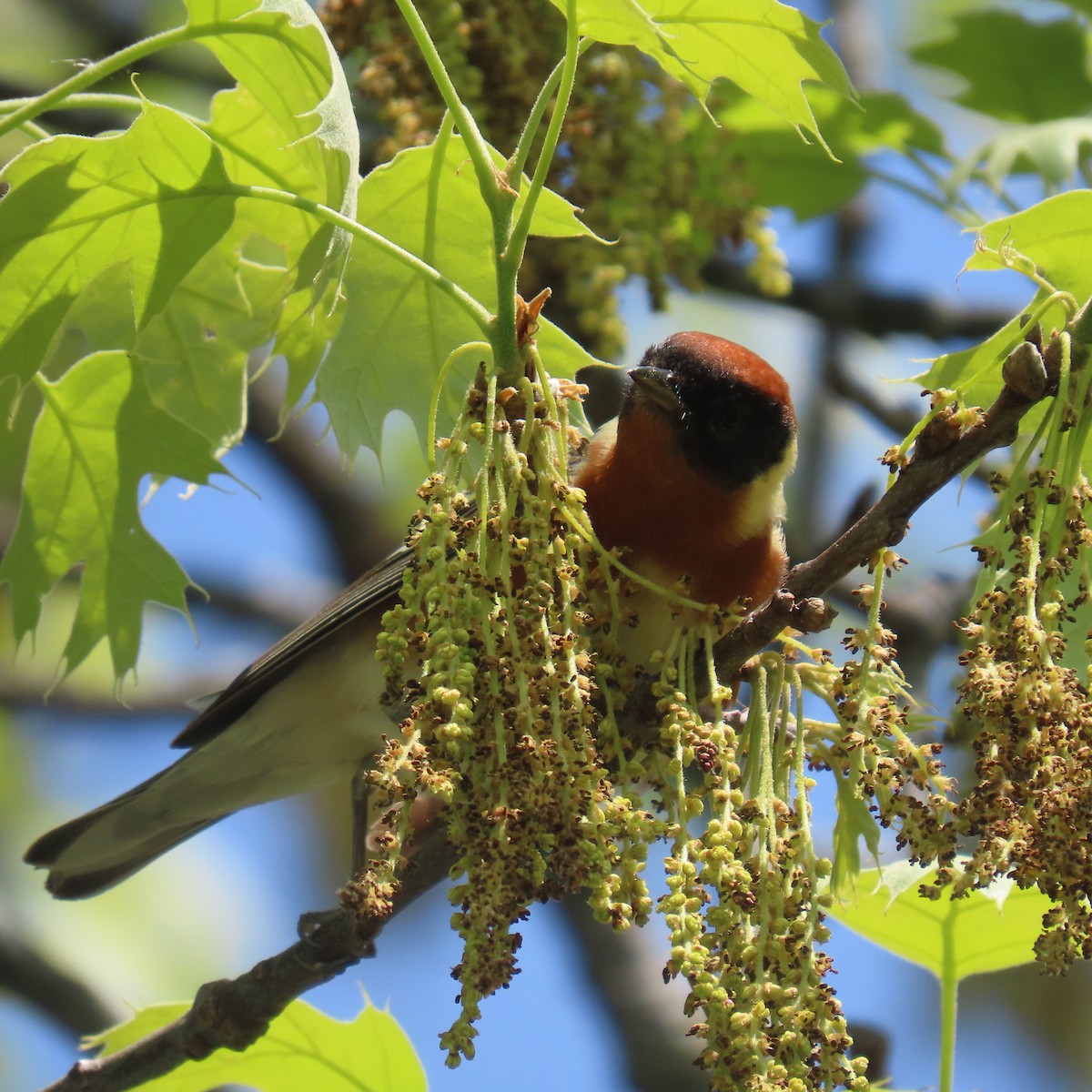 Bay-breasted Warbler - ML451266821