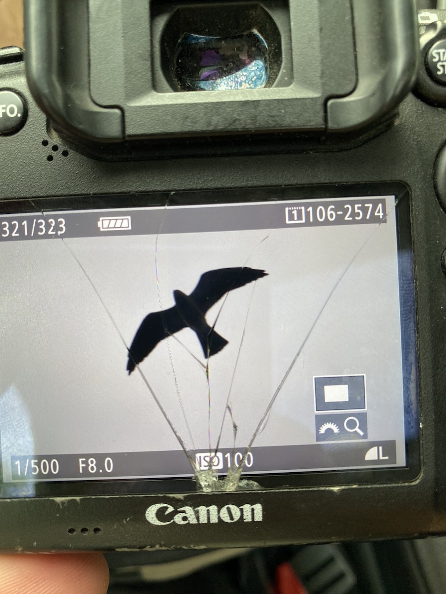 Mississippi Kite - ML451266931