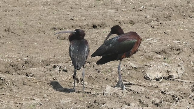 ibis hnědý - ML451267151