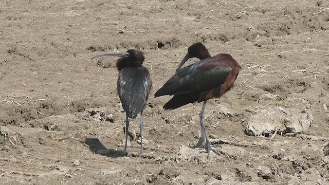 Glossy Ibis - ML451267151