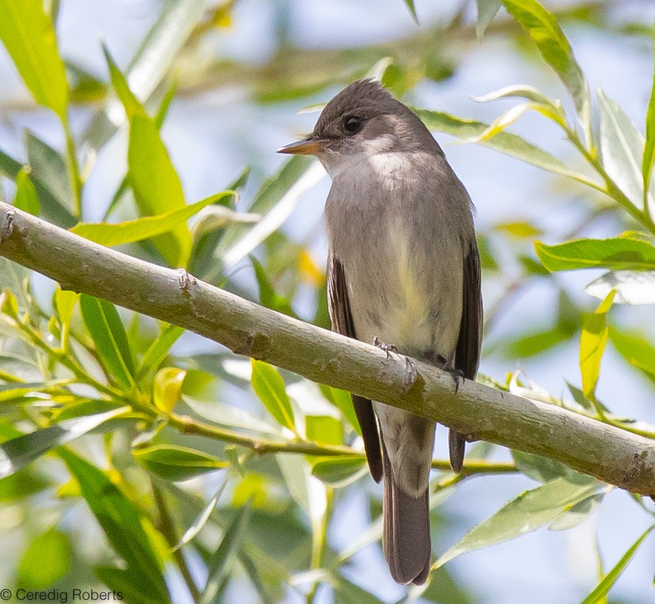 Western Wood-Pewee - Ceredig  Roberts