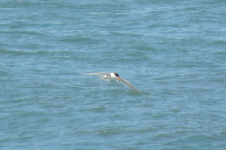 Forster's Tern - James Harding