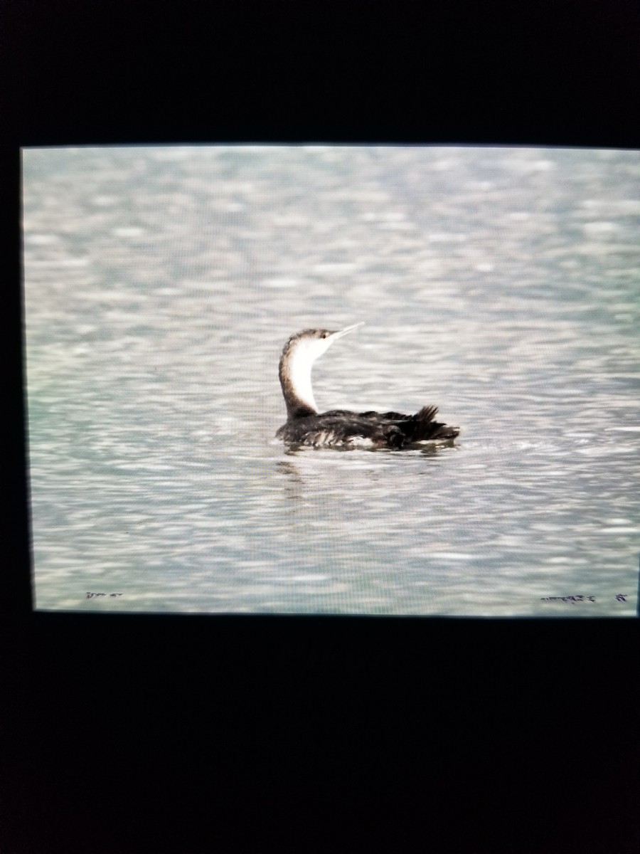 Red-throated Loon - ML451267571