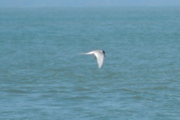 Forster's Tern - James Harding