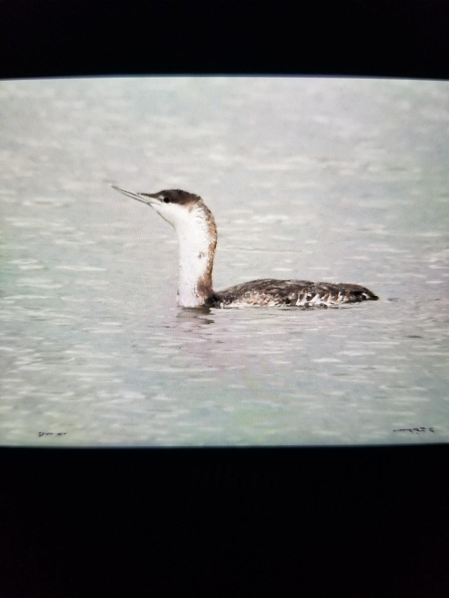 Red-throated Loon - ML451268151