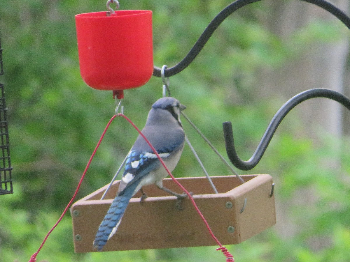 Blue Jay - ML451270301
