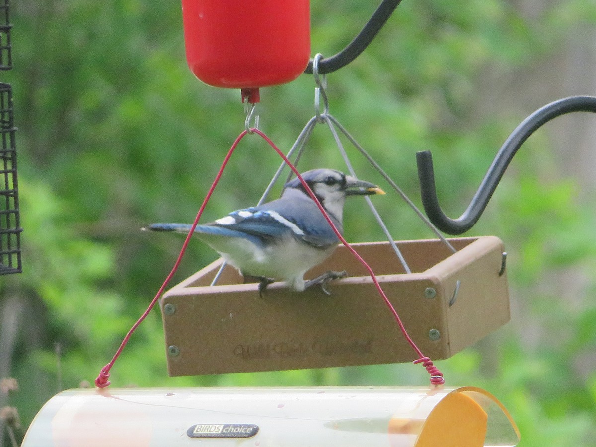 Blue Jay - ML451270361