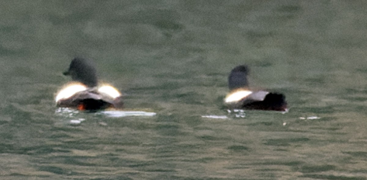 Pigeon Guillemot - ML451272921