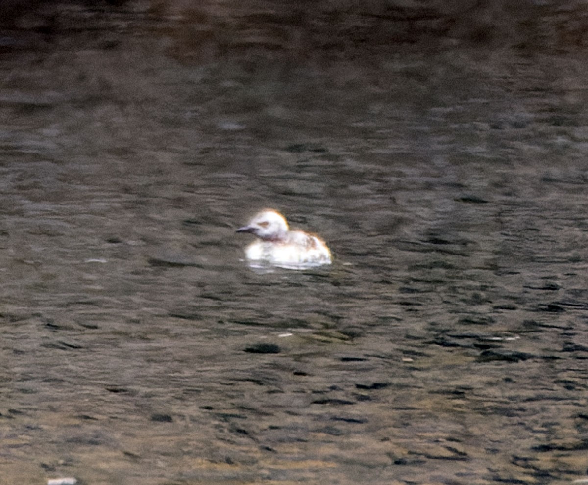 Pigeon Guillemot - ML451272941