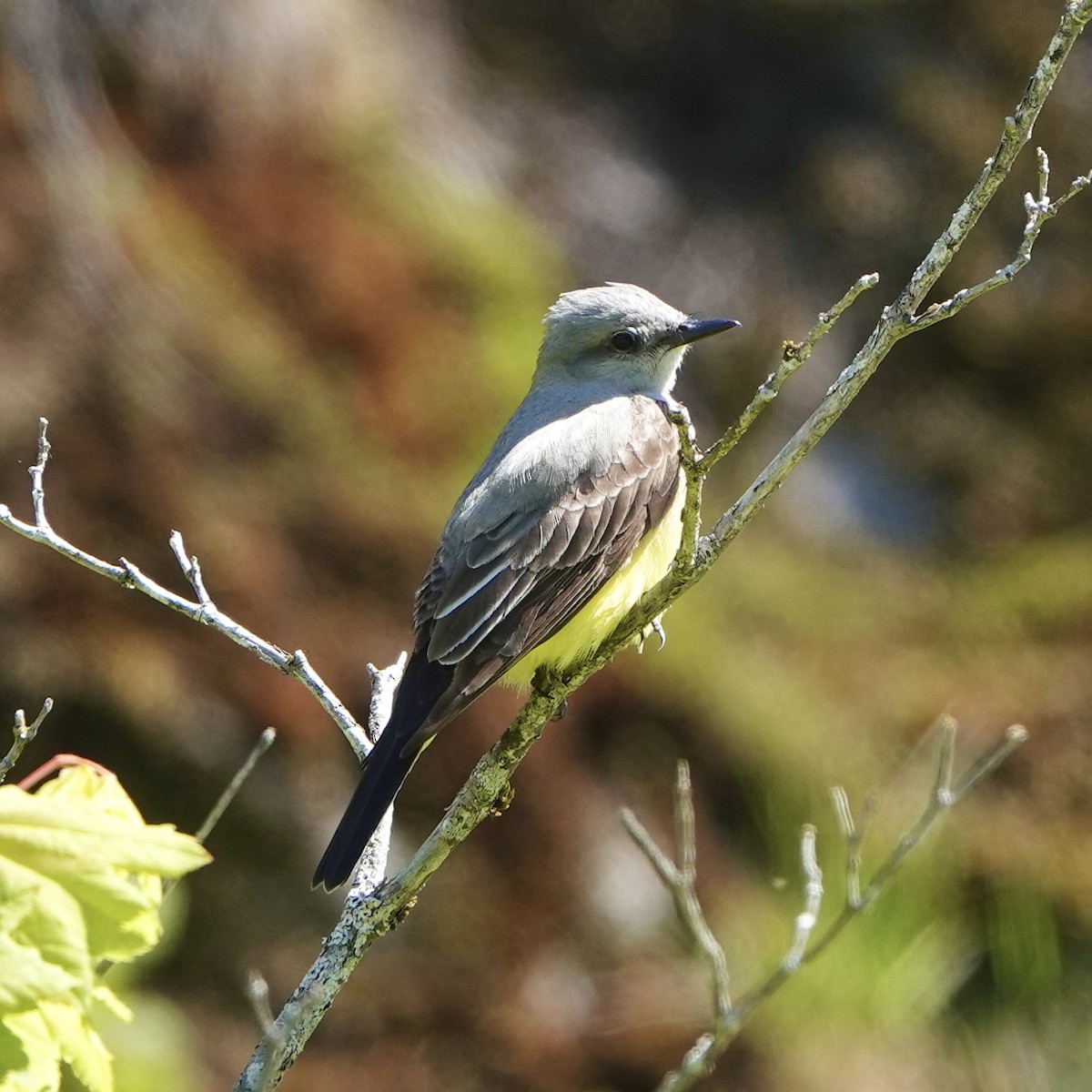 Western Kingbird - ML451273481