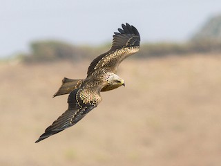 Juvenile (Black) - Black Kite