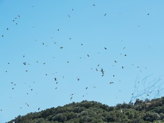  - Black Kite