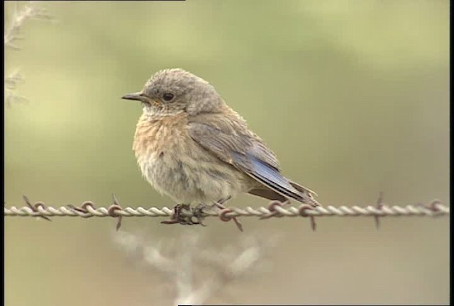 Western Bluebird - ML451275