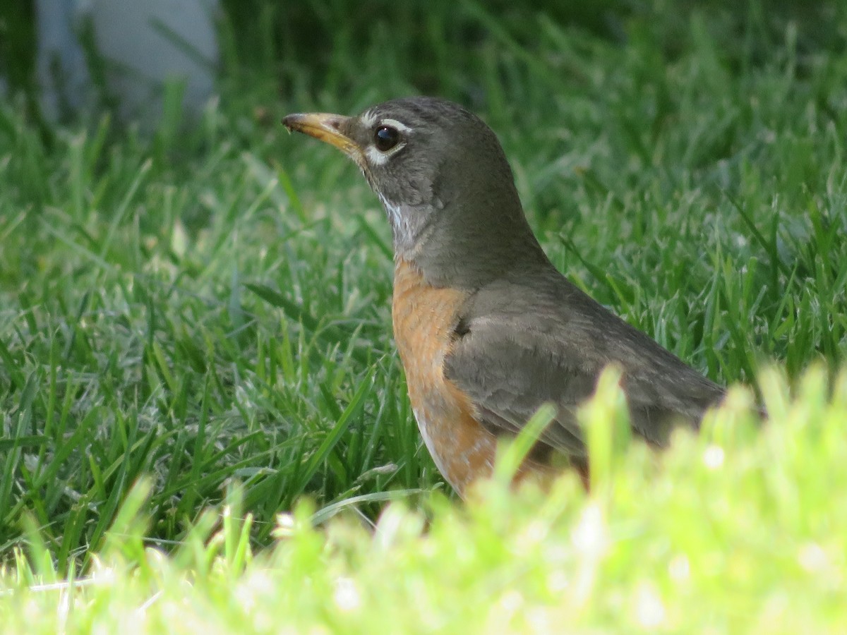 American Robin - ML451275711