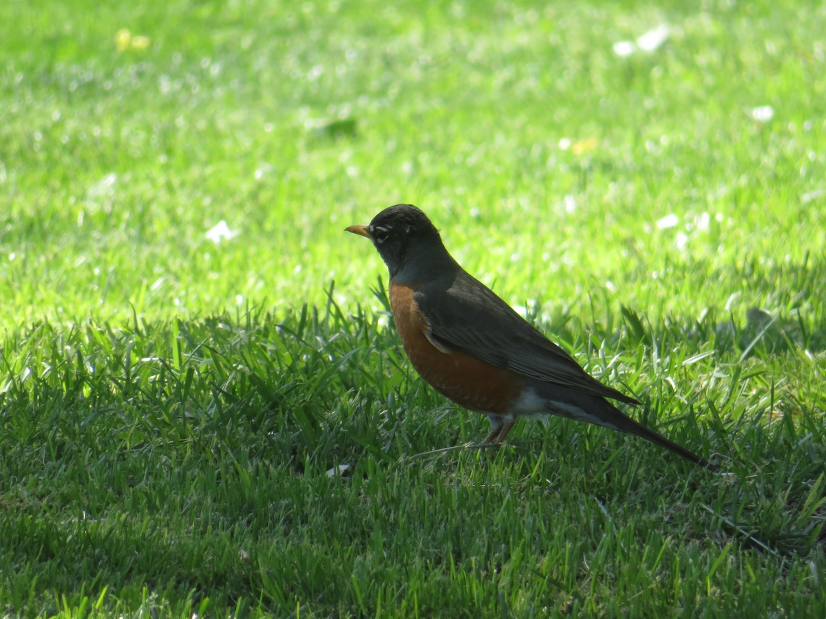 American Robin - ML451276001