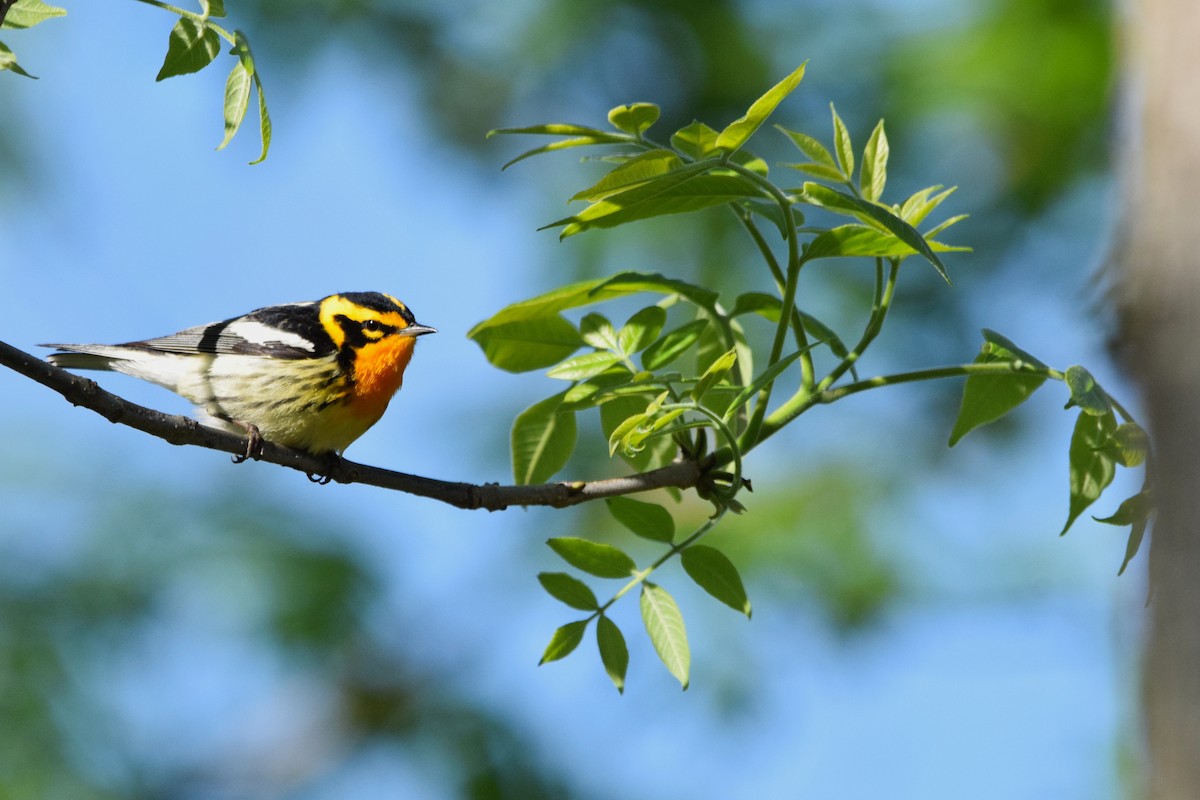 Fichtenwaldsänger - ML451276231