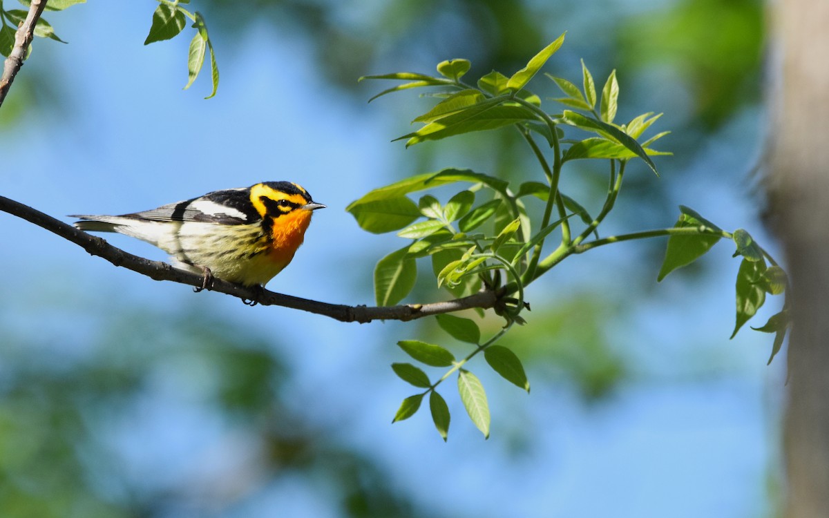 Fichtenwaldsänger - ML451276241