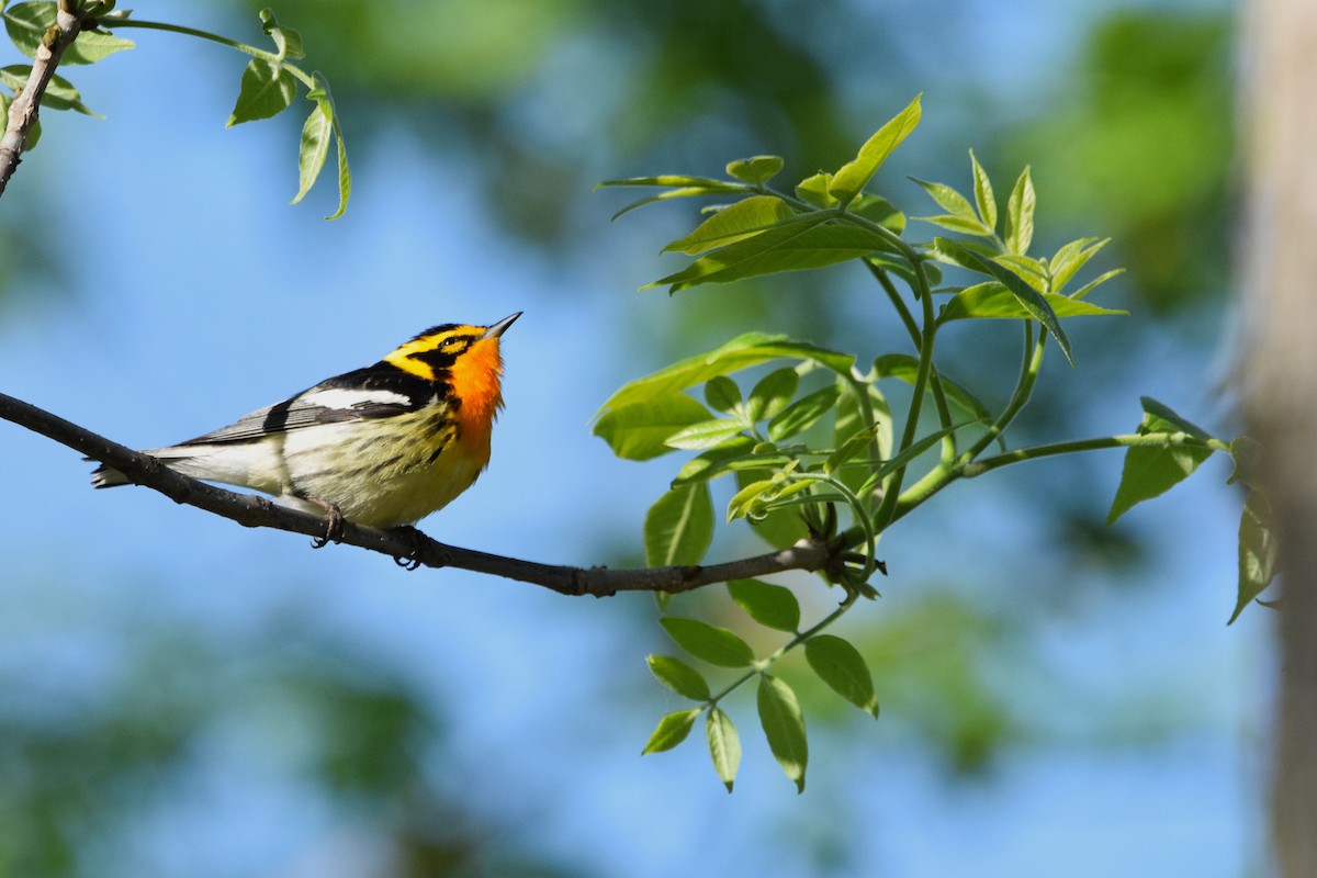 Fichtenwaldsänger - ML451276251