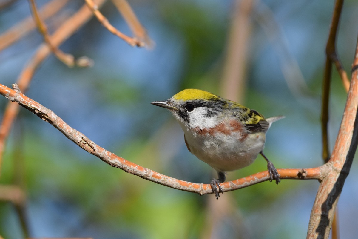 Gelbscheitel-Waldsänger - ML451276501