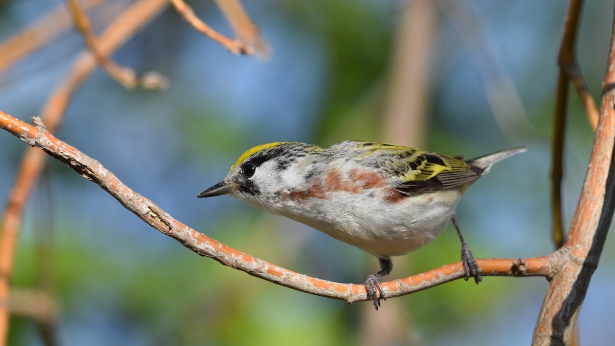 Gelbscheitel-Waldsänger - ML451276511