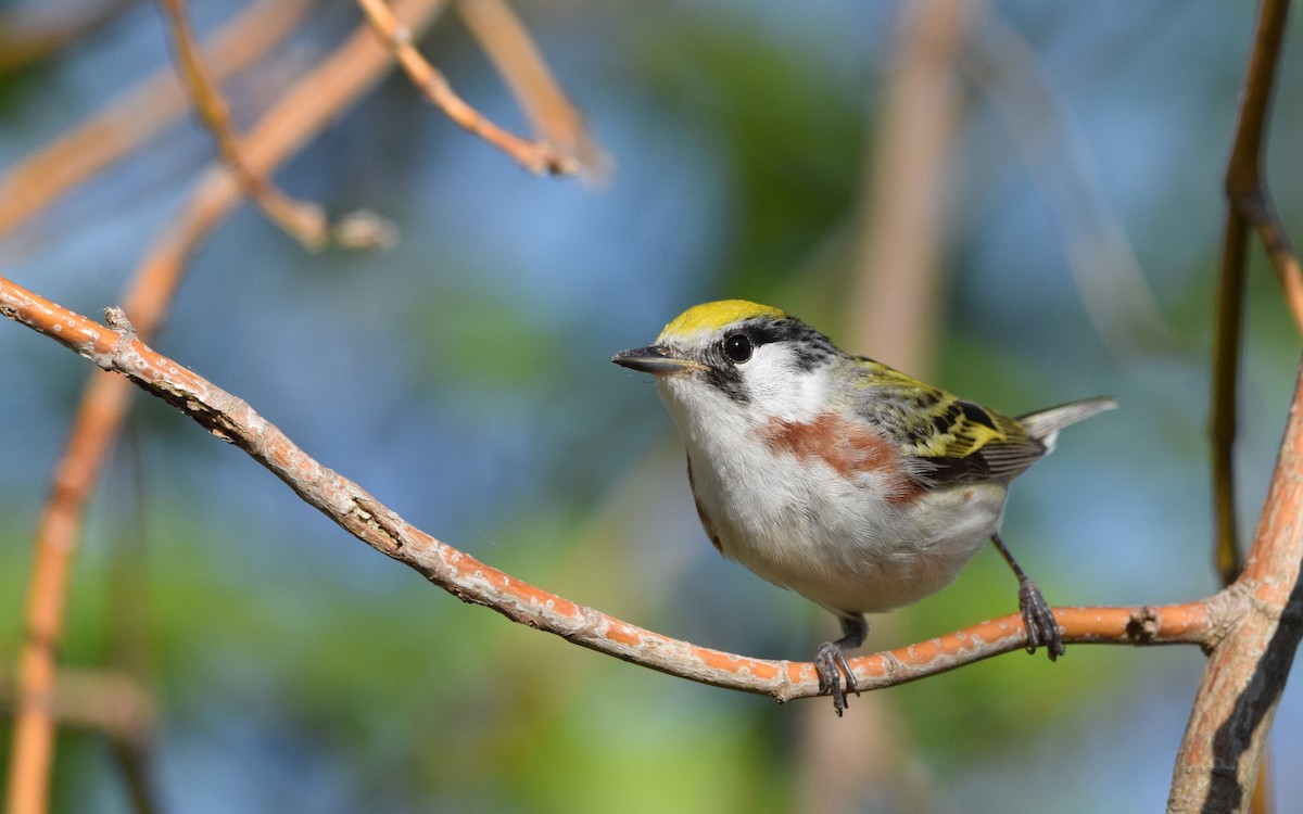 Gelbscheitel-Waldsänger - ML451276521