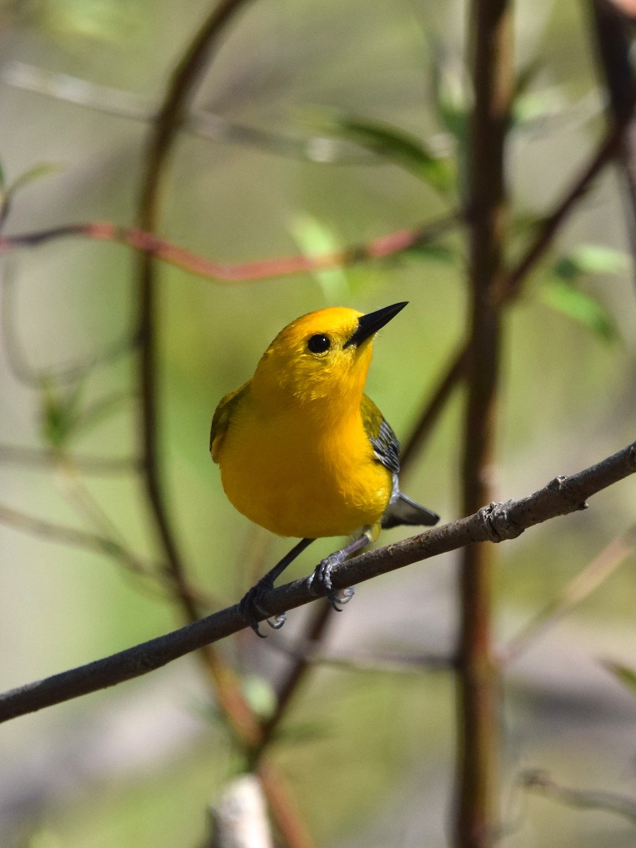 Zitronenwaldsänger - ML451277261