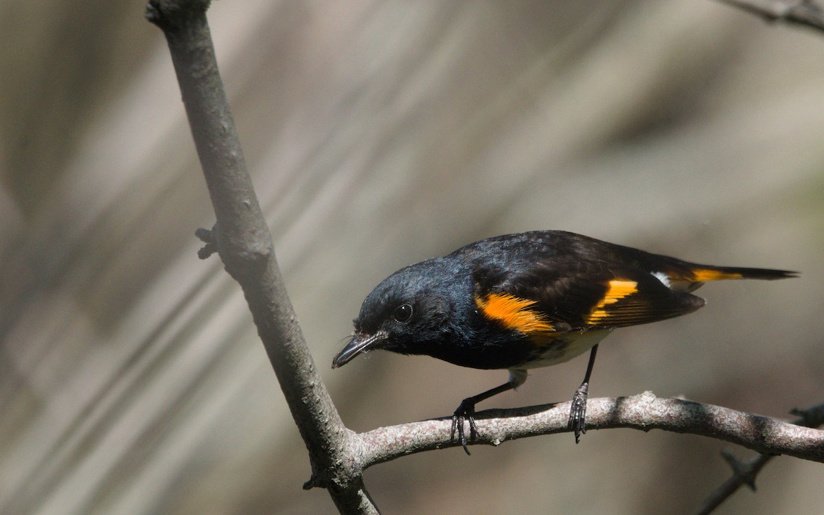 Rotschwanz-Waldsänger - ML451277321