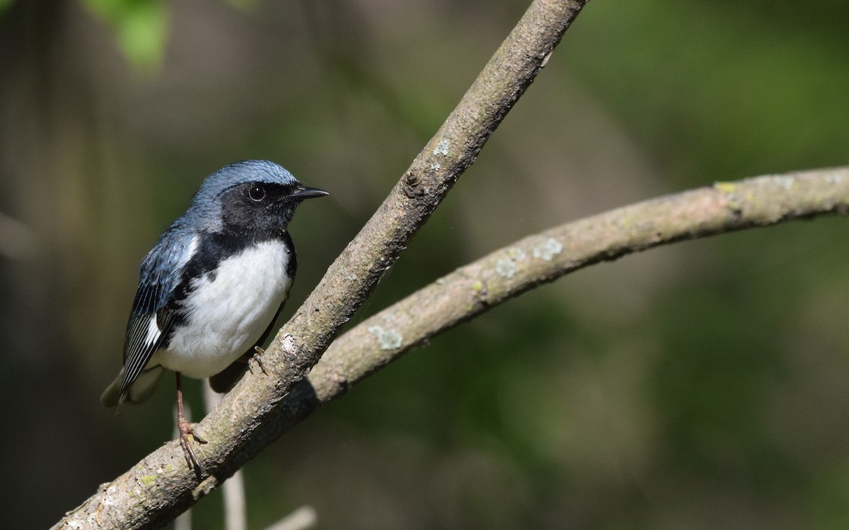 Blaurücken-Waldsänger - ML451277381