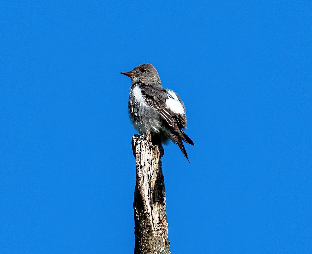 Olive-sided Flycatcher - Yannick Fleury