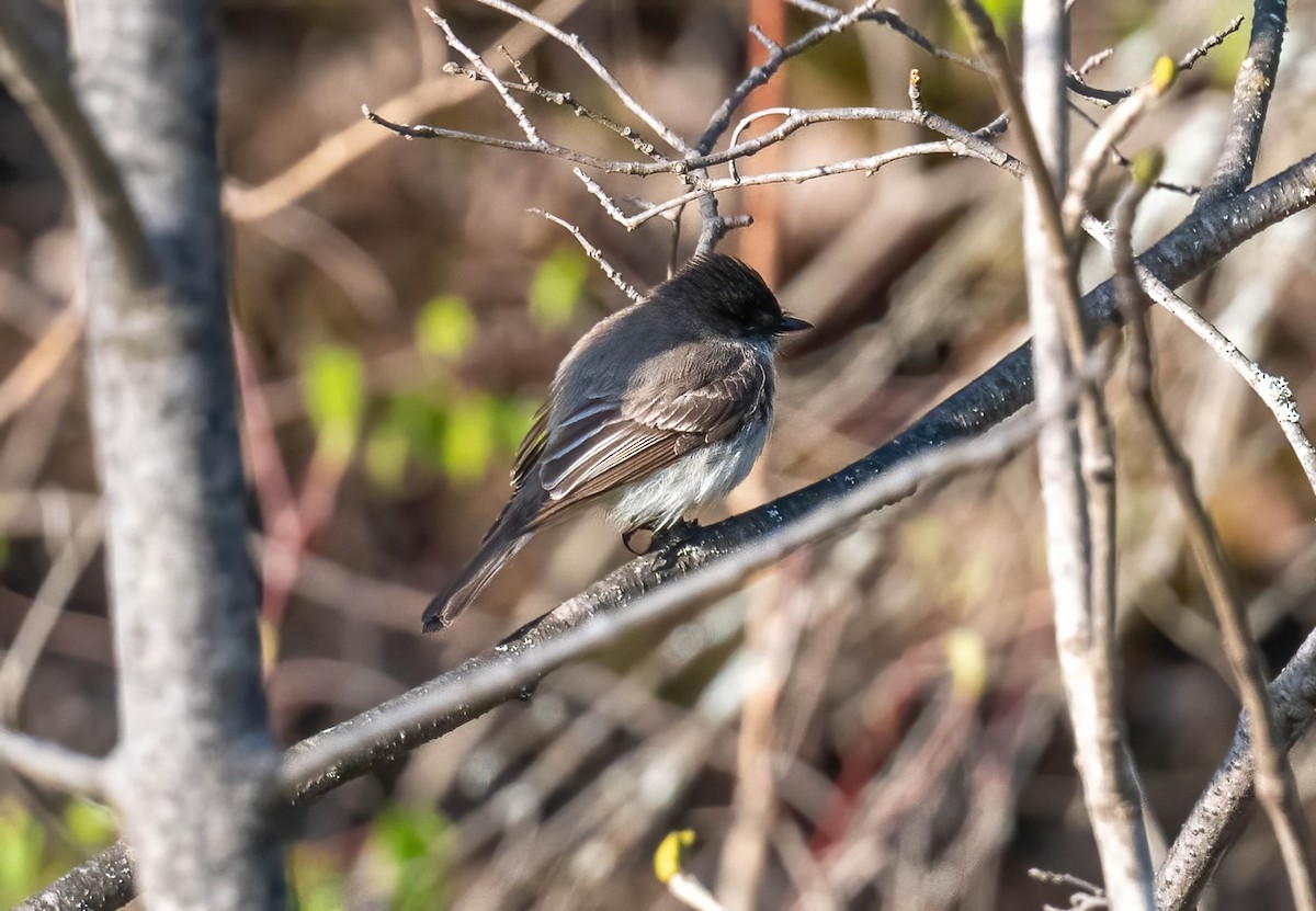 Eastern Phoebe - Yannick Fleury