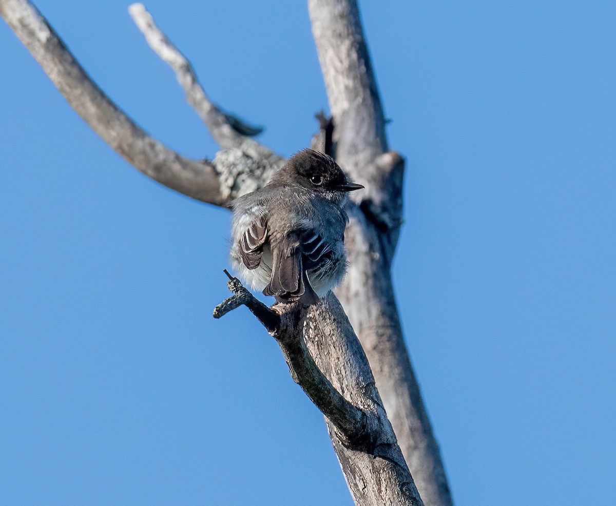 Eastern Phoebe - Yannick Fleury