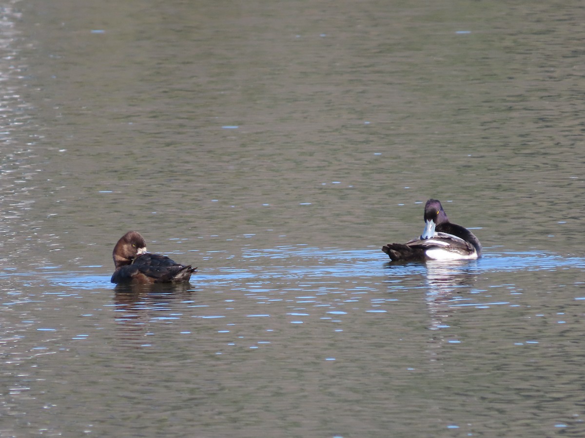 Greater Scaup - ML451278871