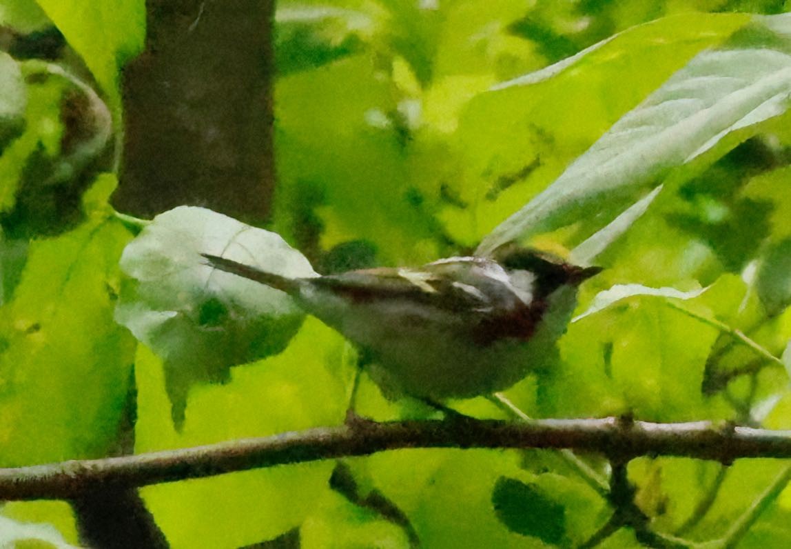 Chestnut-sided Warbler - ML451279191