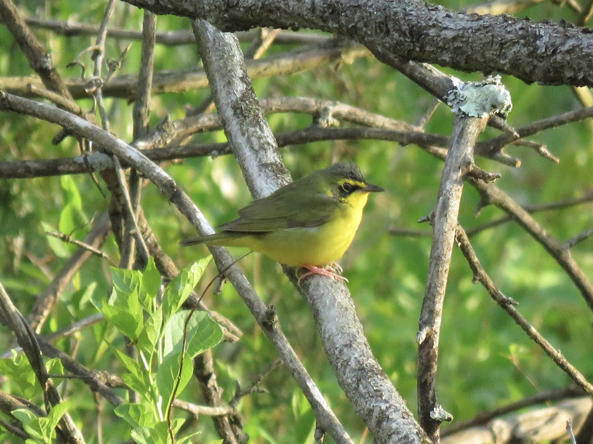 Kentucky Warbler - ML451279601
