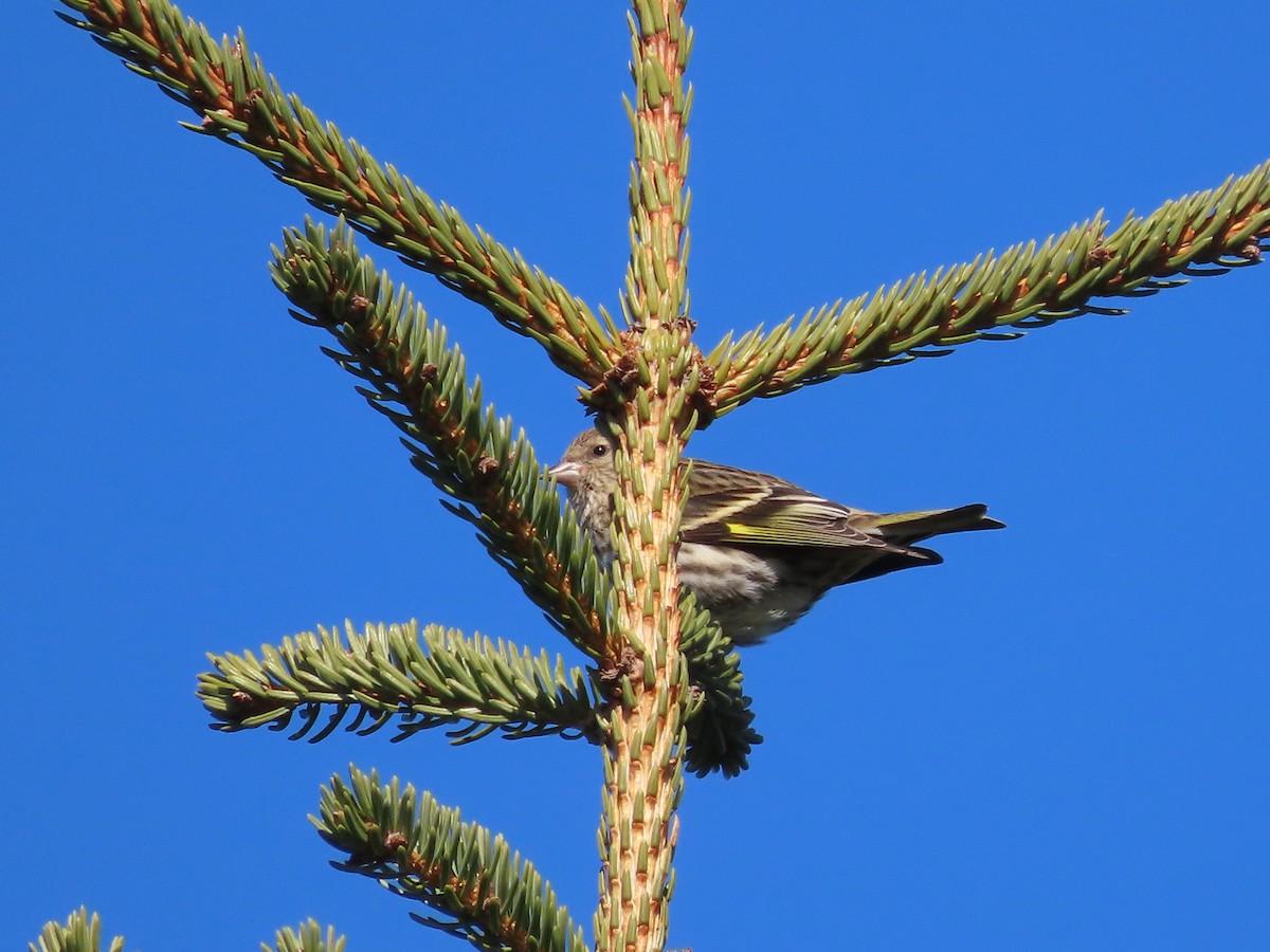 Pine Siskin - ML451281081