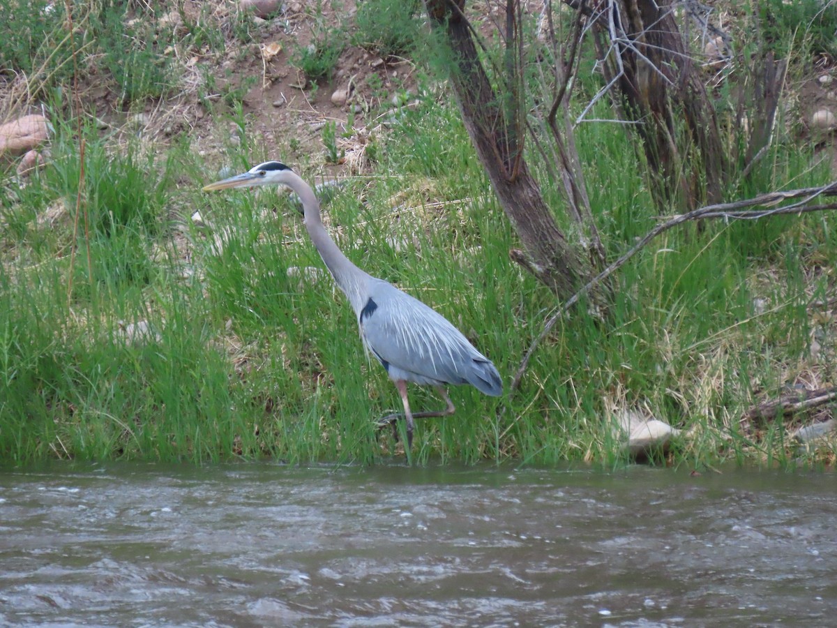 Great Blue Heron - ML451282531